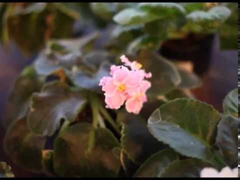 ოთახის მცენარეები  - House Plants - გადაცემა \'ეკოვიზია\' - 'Ecovision' TV Show